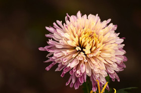 һ�����ŵľջ�ͼƬ