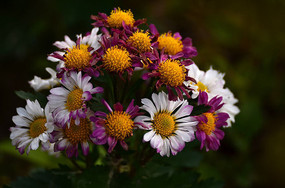 һ��ʢ���ľջ��羰ͼƬ