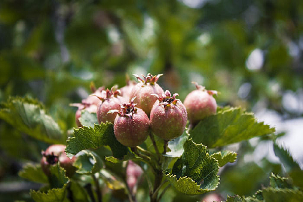 ֦ͷ��һ����ɫ��ɽ�