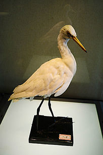 ������Ƭ