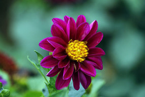 �Ϻ�ɫ�Ĵ�����