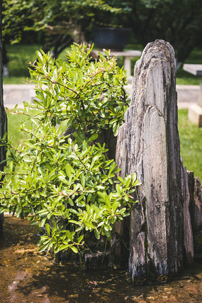 I��ɽ����ɫֲ��