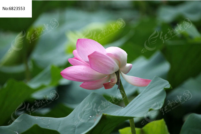 ��ʢ���ķۺ�ɫ�ɻ�ͼƬ