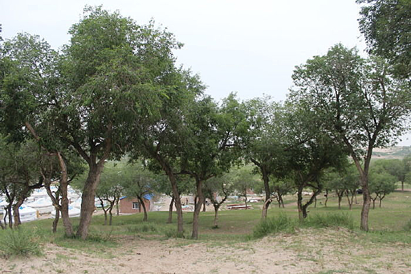 �ݵ����һƬ����