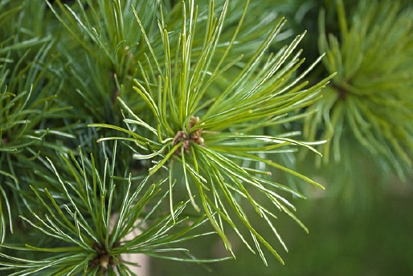 ���̵�����