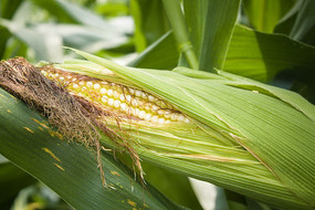 ���̵����װ�