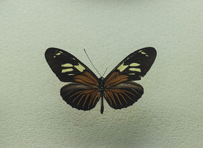 ���ߺ���Ū��