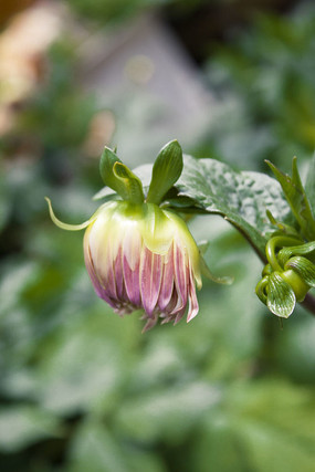 �������Ļ���