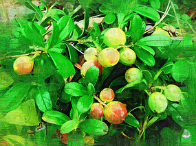 �����ͻ���Ұ���춹��