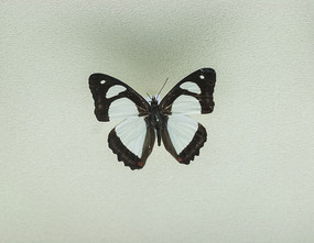 ������̵�