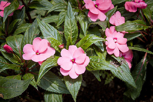 ��ɫ�ķ��޷��ɻ�