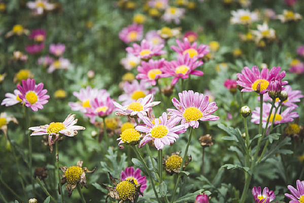 ��ɫ��������ػ�