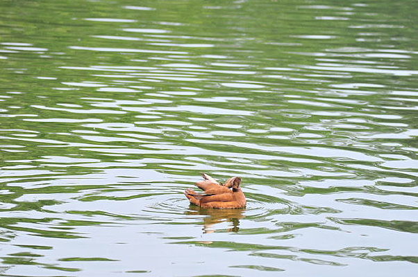 �¶�����