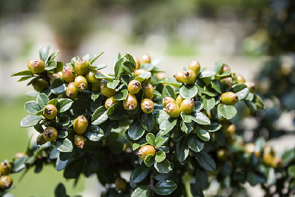 ��ɫ���Ӻʹ���Ҷ��