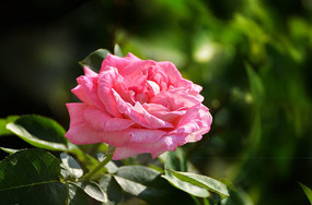 �����ķۺ�ɫ�¼�������ͼƬ