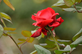 ���޵Ļ��ɫ�¼����羰ͼƬ