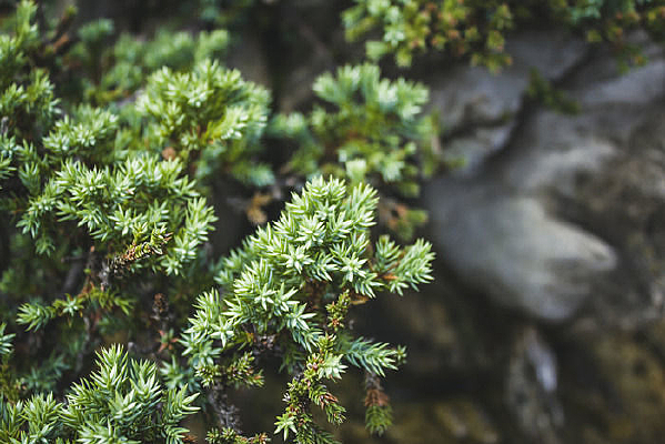 ��ɽ�ԵĴ����ɰ�