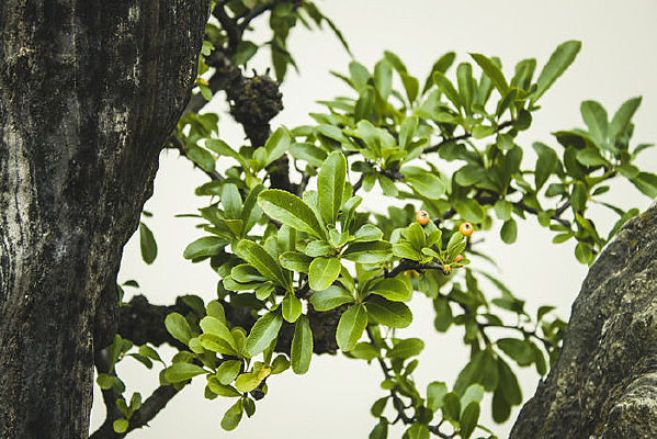 ��ɽ�Ե���ֲ