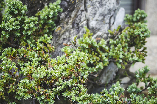 ��ɽ�Ե��ɰ�