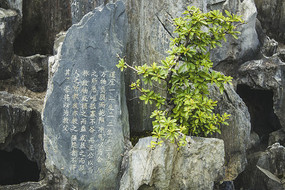 刻诗的假山和绿色植物