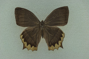 ����ƻ篵�