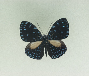 ���ǰ��̵�