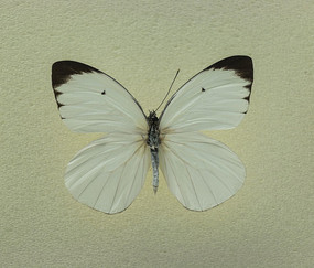 ��ͬ���۵�