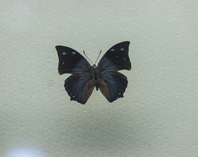 �����̵��걾