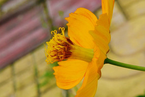 �����Ļ�ɫ�ʻ�