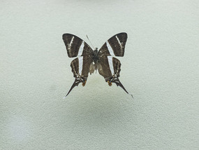 ���ް״����̵�