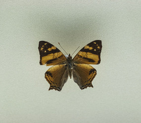 ���޲��̵�