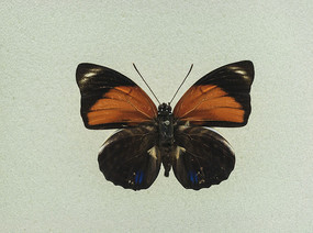 ���޳ȱ��̵�