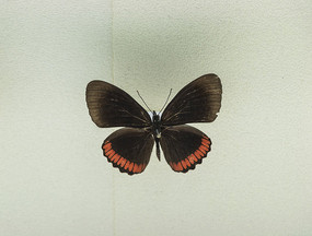 ���޳�Ⱥ�̵�