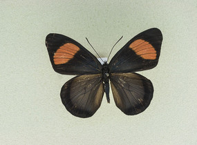 ���޳���͸���̵�