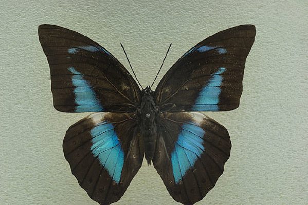 ���޴������ѥ�̵�