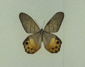 ���޵���ȹ���۵�