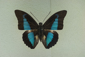 �����̵��걾