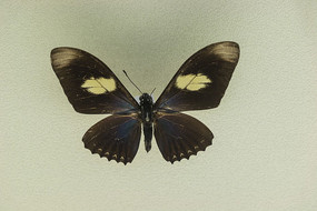 ���޷����