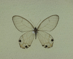 ���޷����۵�����