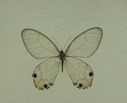 ���޷����۵�����