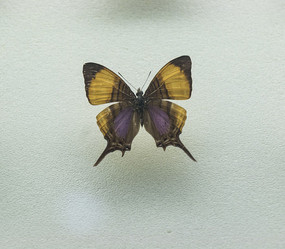 ���޸���̵�