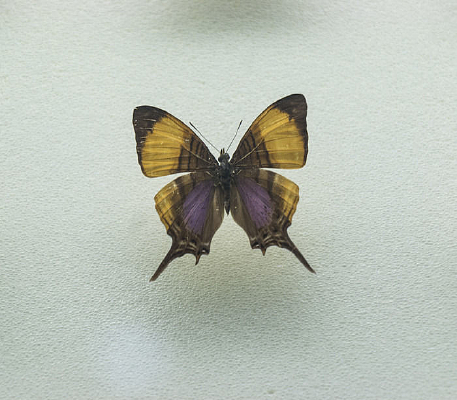 ���޸���̵�