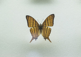 ���޻ƹŰ��̵�