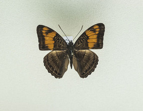 ���޾��̵��걾