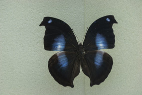 ���������̵�