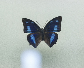 �����������̵�