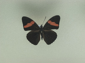 ����õ�컡���̵�