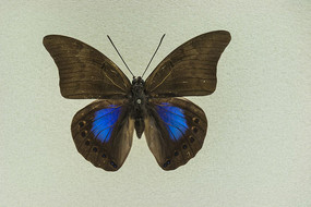 ���������̵�