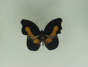 ����˫�ƴ��̵�