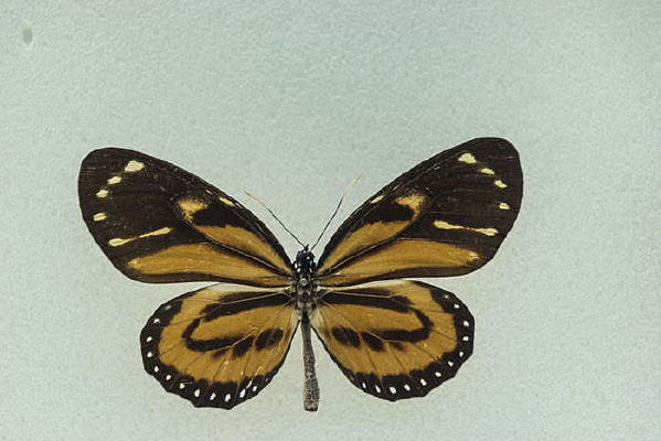 ������Ե��